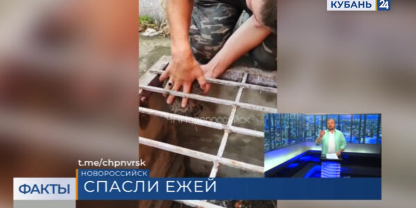 В Новороссийске жители многоэтажки спасли из ямы семью ежей