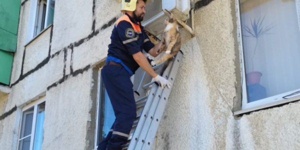 В Новороссийске спасатели сняли с кондиционера кошку «в ступоре»