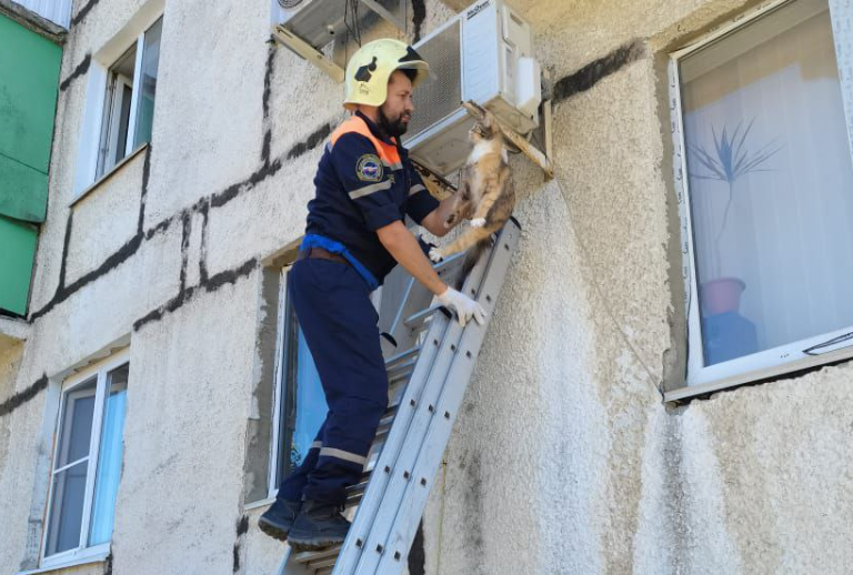 В Новороссийске спасатели сняли с кондиционера кошку «в ступоре»
