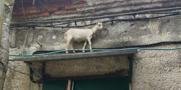 В Новороссийске спасатели сняли козу с козырька над входом в здание