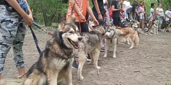 В Новороссийске прошел благотворительный забег собак породы хаски