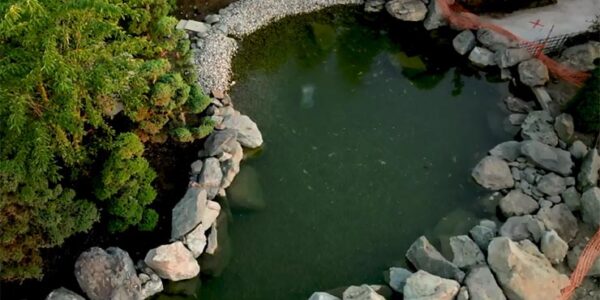 В водоем нового японского сада парка «Краснодар» запустили рыбок