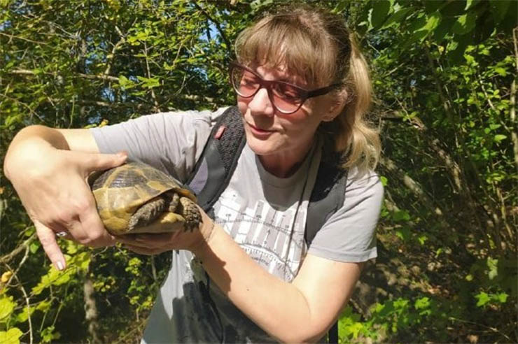 В Туапсинском районе зафиксировали нашествие краснокнижных черепах Никольского
