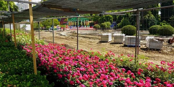 В Сочи в парке «Ривьера» создадут лабиринт из роз высотой около 2 метров