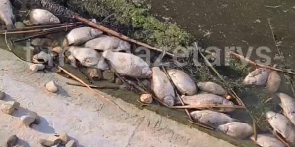 Жители Динского района зафиксировали массовую гибель рыбы в реке Кочеты