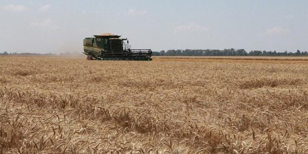 Кондратьев: в Краснодарском крае собрали первый миллион тонн пшеницы