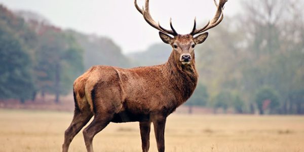 Охотникам Волгоградской области разрешили убить 23 благородных оленя