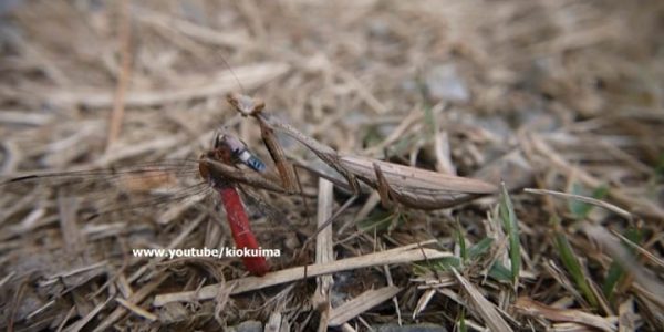 В Краснодарском крае поселился новый богомол