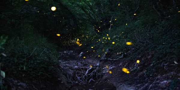 В лесу в Абрау-Дюрсо фотограф обнаружила «светлячковые тропинки»