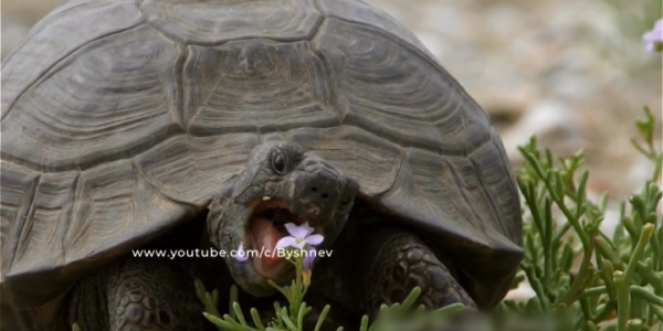 В заповеднике «Утриш» волонтеры поддерживают популяцию средиземноморских черепах
