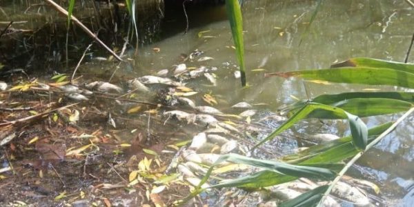 В Динском районе в реке Кочеты продолжает массово гибнуть рыба