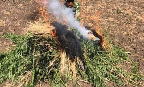 В Краснодарском крае полицейские и казаки сожгли более полутысячи кустов дикорастущей конопли