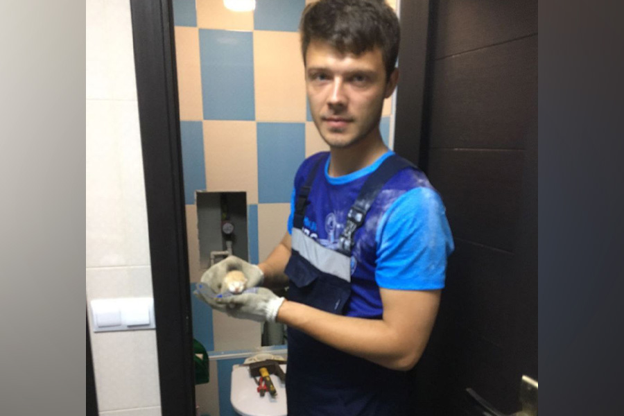 В Новороссийске спасатели разобрали стену в туалете, чтобы достать кошку с котятами