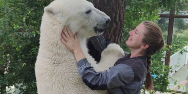 Белый медведь Ермак из «Сафари-Парка» Геленджика отправился в Сибирь
