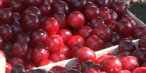 В Краснодарском крае собрали 4 тыс. тонн черешни и вишни
