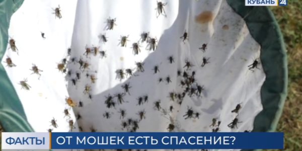 Летают, кусают и забираются под одежду: кубанцы пожаловались на нашествие насекомых | Факты