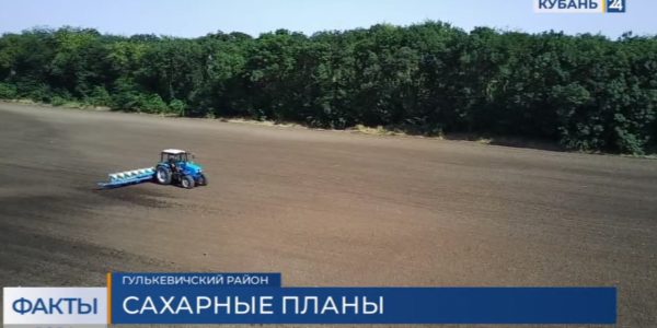В Краснодарском крае разработают краевую программу семеноводства сахарной свеклы