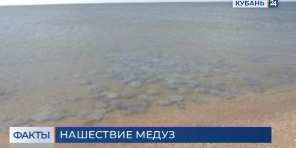 Атака медуз на Азовское побережье: в чем причина нашествия и как себя обезопасить
