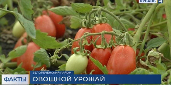 В Белореченском районе стартовала уборка томатов и огурцов
