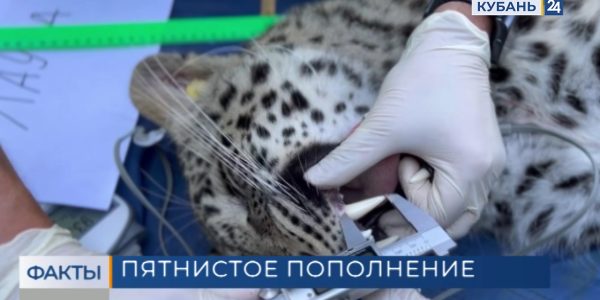 Сочинский Центр восстановления леопарда на Кавказе опубликовал видео с новорожденными котятами