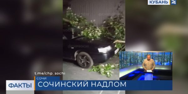 В Хостинском районе Сочи дерево рухнуло на автомобиль