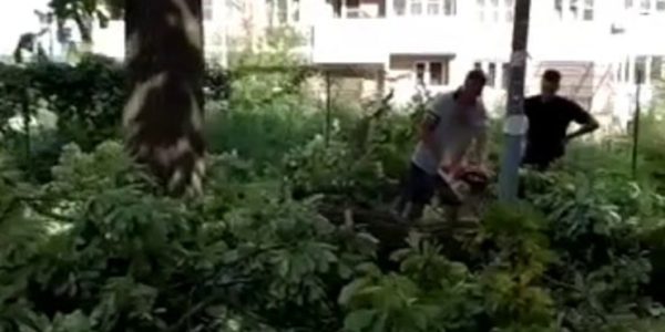 В мэрии Краснодара прокомментировали вырубку деревьев на улице Героев-Разведчиков