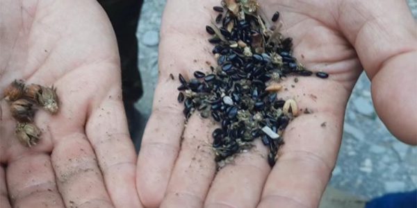 В Сочинском нацпарке начался сбор семян колхидского самшита