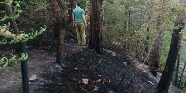 В Геленджике произошел лесной пожар на площади 0,3 га