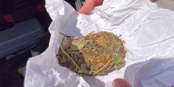 У жителя Кубани на посту ДПС в Керчи изъяли пакет с марихуаной и галлюциногенами