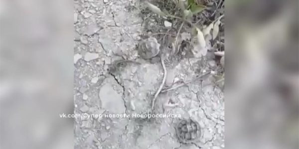 В Дендропарке Новороссийска родились шесть детенышей средиземноморской черепахи