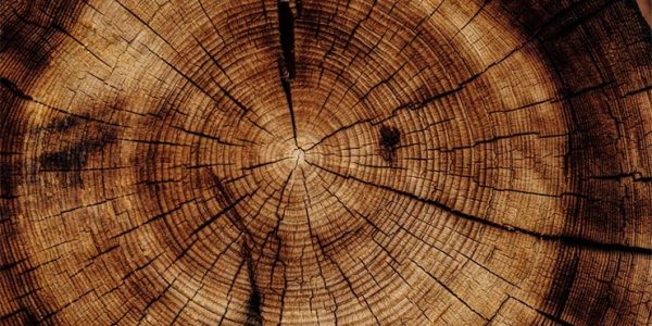 В Сочи старейшим деревьям присвоят QR-коды