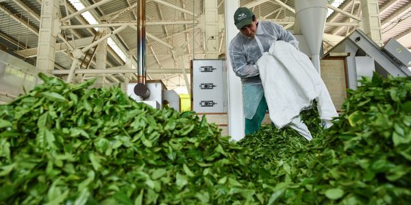 С начала года на более чем 12% вырос сбор чайного листа в Краснодарском крае