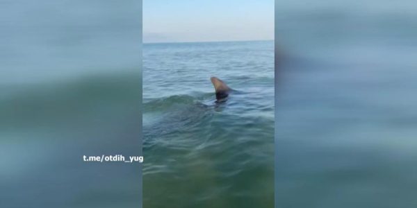 В станице Благовещенской на мелководье у берега сняли на видео охоту дельфинов