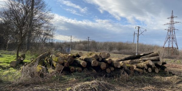 На Кубани поймали «черных лесорубов», спиливших под видом аварийных 560 здоровых деревьев