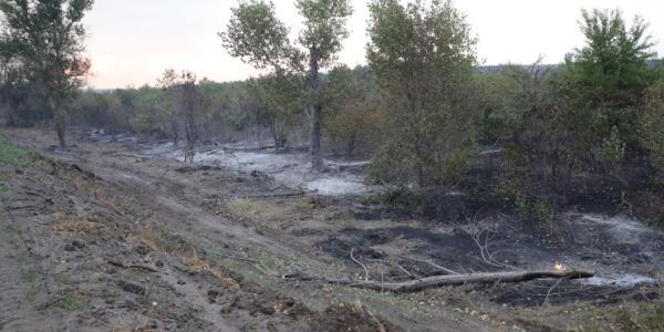 В Ростовской области от крупного лесного пожара спасли два детсада и школу