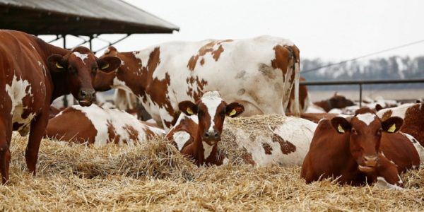 В Краснодарском крае с начала года произвели более 800 тыс. тонн молока