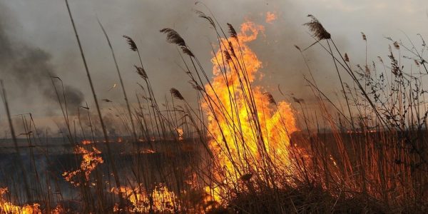 В Приморско-Ахтарском районе пожар в плавнях не угрожает населенным пунктам