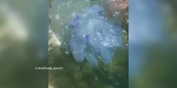 В Сочи отдыхающие испугались гигантской медузы в море