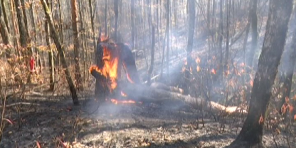 Жителей и гостей Краснодарского края предупредили о повышенной пожароопасности из-за ветра