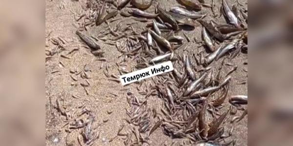 В Темрюкском районе сообщили о массовой гибели рыбы из-за жары