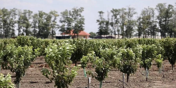 Кондратьев: осенью в Краснодарском крае планируют заложить почти 1 тыс. га молодых садов