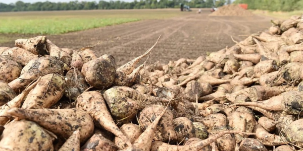 В Краснодарском крае заложат 170 га сахарной свеклы отечественной селекции