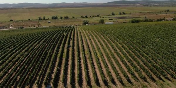 На кубанских виноградниках собрали уже больше 6 тыс. тонн урожая | «Факты»