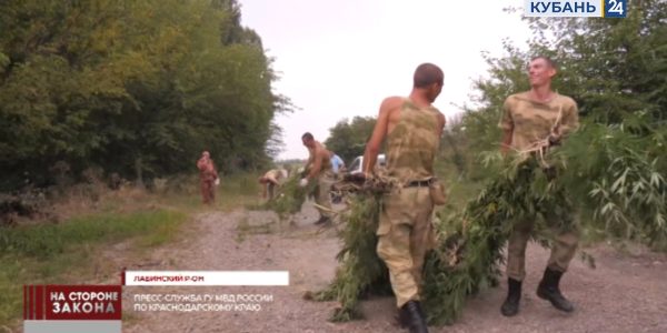 В Лабинском районе полицейские уничтожили около 750 кустов дикорастущей конопли