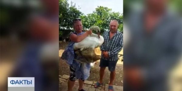 В Горячем Ключе собирают средства на лечение раненого лебедя