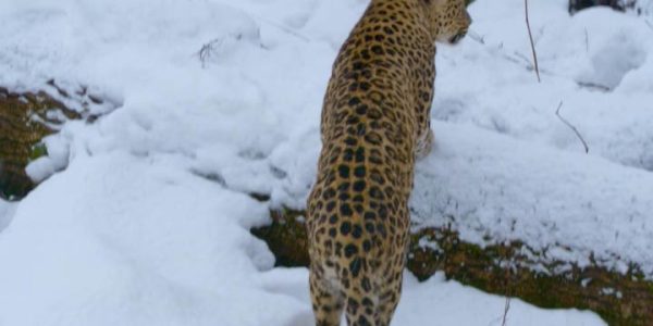 Выпущенные в дикую природу леопарды из Сочинского нацпарка начали успешно охотиться
