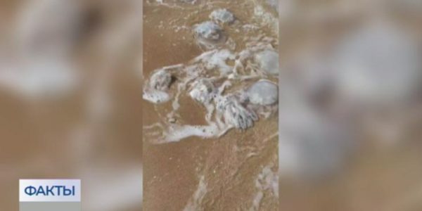 В Темрюкском районе берег моря заполонили опасные медузы