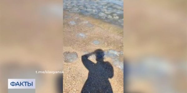 В Славянском районе на берегу моря заметили нашествие крупных медуз