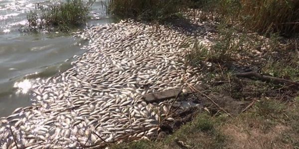 Прокуратура Каневского района выяснит причины гибели рыбы в реке Албаши