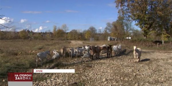 Житель Майкопа купил за 2 млн рублей стадо овец у мошенника